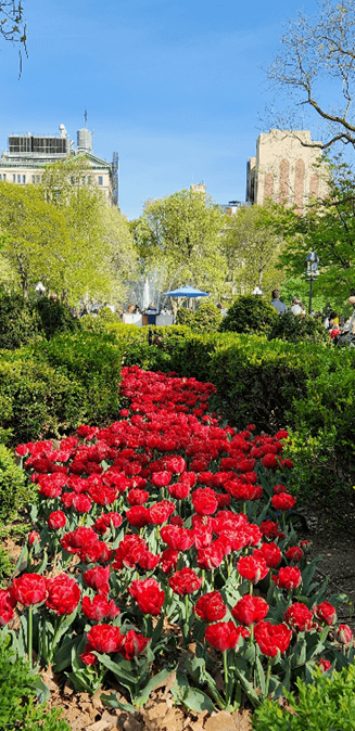 Parque con flores